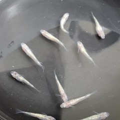 改良メダカ  成魚  10匹  ✨白斑ラメ幹之サファイヤ系✨