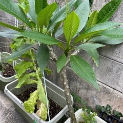 🌼プルメリアの苗木🌼