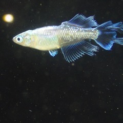スペード稚魚5➕a