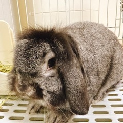 ロップイヤー