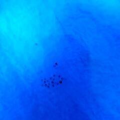 めだか 信玄 謙信 たまご 