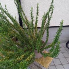 ローズマリーの鉢植え