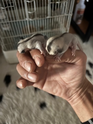 小動物ゲージ