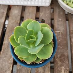 (お話し中)多肉植物　ピーチブリデの画像