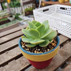 (お話し中)多肉植物　ピーチブリデの画像