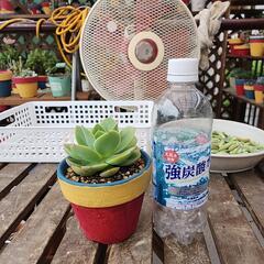 (お話し中)多肉植物　ピーチブリデの画像