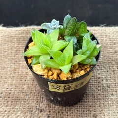   多肉植物　寄せ植え 一旦ストップ中です🙇🏼‍♀️。         　     の画像