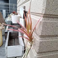 観葉植物の画像
