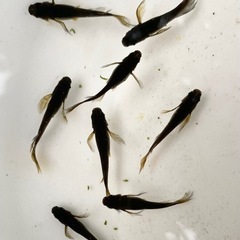 サタン黄ヒレ ８匹