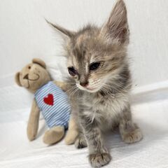 【珍しい毛色】お転婆カワイイ！
