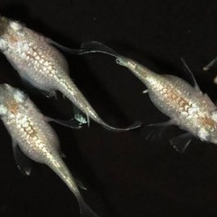 メダカの有精卵　画像3種類ありますの画像