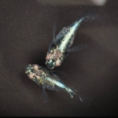 メダカの有精卵　画像3種類ありますの画像