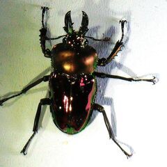 ニジイロクワガタ　(レッド系/雄)　 飼育ケース、マット、餌付属