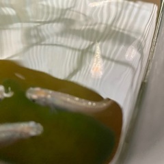 メダカ針子シャンパンゴールドラメ　めだかの画像