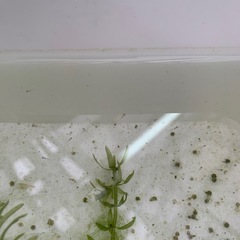 メダカ針子シャンパンゴールドラメ　めだか