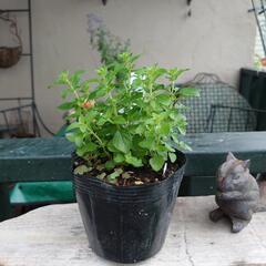 ハーブ  カラミンサネペタ  花 苗  🌼.*  ガーデニングの画像