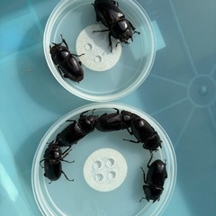 オオクワガタ CB ♀7頭 国産