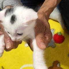 家の近くで保護しました  届け済み   飼い主不在確認済み