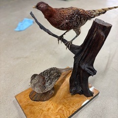 山鳥　剥製