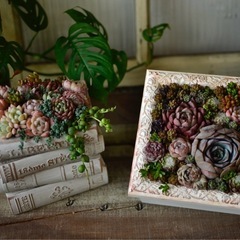 多肉植物寄せ植え体験の画像