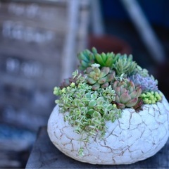 多肉植物寄せ植え体験の画像