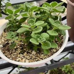 多肉植物アロマティカス