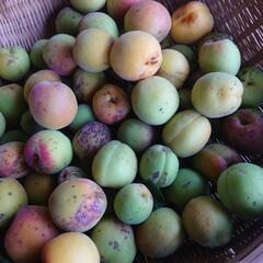 【ご予約済】無農薬傷あり梅（梅シロップ用）の画像