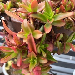 多肉植物

