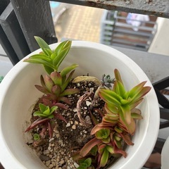 多肉植物
の画像