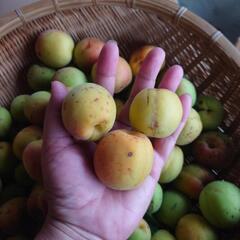 【ご予約済】無農薬傷あり梅（梅シロップ用）の画像