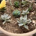 ランキングキーワードに紐づく投稿画像-多肉植物