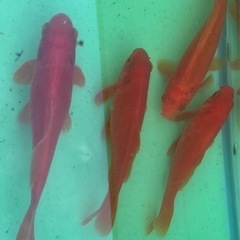  金魚1〜4匹（9〜12cm）の画像