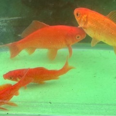  金魚1〜4匹（9〜12cm）の画像