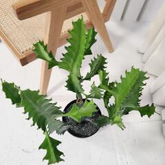 ユーフォルビア　ラクテア②の画像