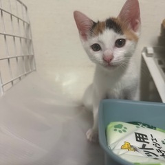 三毛猫女子すぎちゃん🐈　