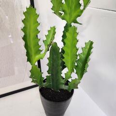 ユーフォルビア　ラクテア①の画像