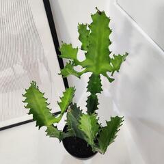 ユーフォルビア　ラクテア①の画像