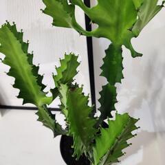 ユーフォルビア　ラクテア①の画像