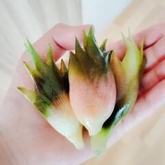 ミョウガ　苗