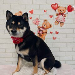 豆柴　1歳半　オス