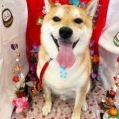 柴ミックス？1歳ぐらいメス