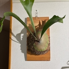 観葉植物ビカクシダ