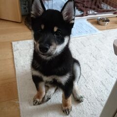 豆柴6ヶ月　メス