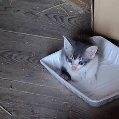 野良猫