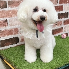 ビションフリーゼメス
