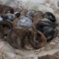 うさぎ里親募集