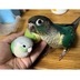 ランキングキーワードに紐づく投稿画像-インコ