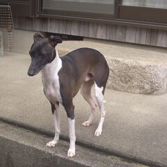 イタグレもらってください - 犬