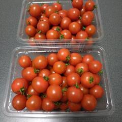 ミニトマト🍅