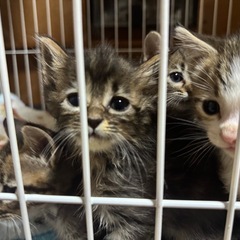 サビの入った長毛キジトラ猫